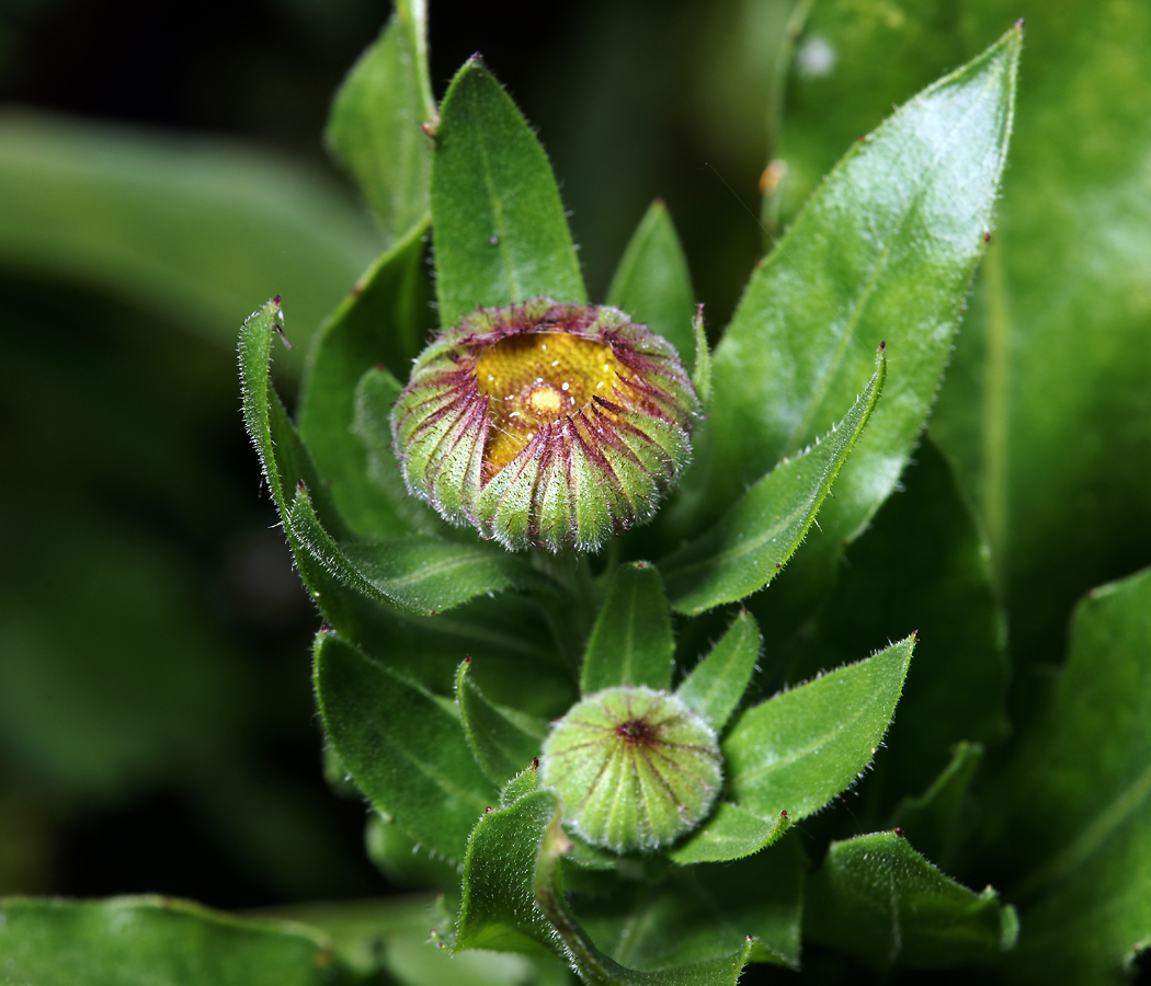 Image of Calendula officinalis specimen.