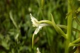 Platanthera chlorantha. Цветок с прицветником. Новгородская обл., г. Боровичи, Бобровские горы, луг. 06.06.2015.