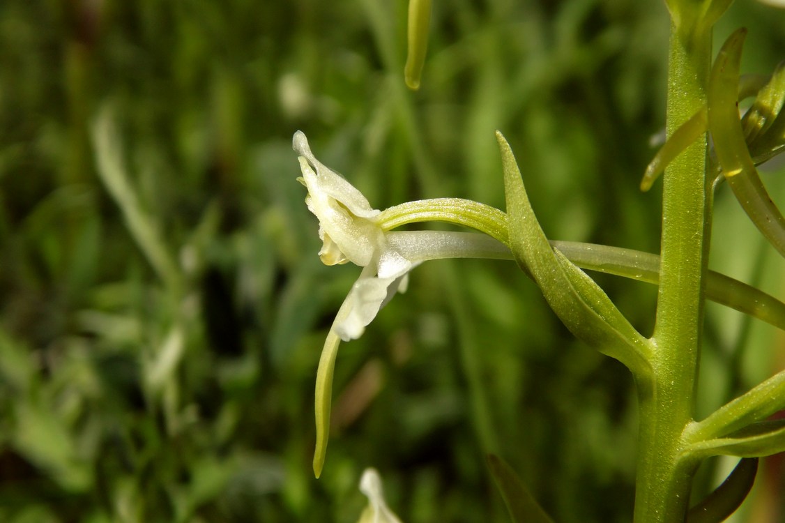 Image of Platanthera chlorantha specimen.