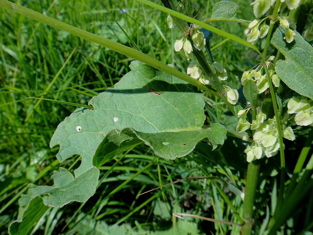 Image of Rumex aquaticus specimen.