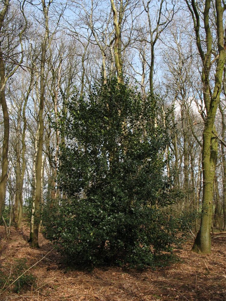 Изображение особи Ilex aquifolium.