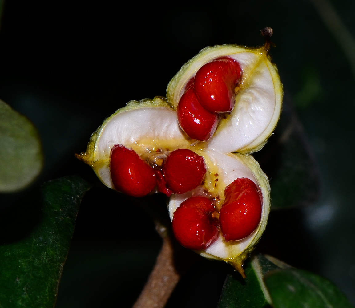 Image of Pittosporum tobira specimen.