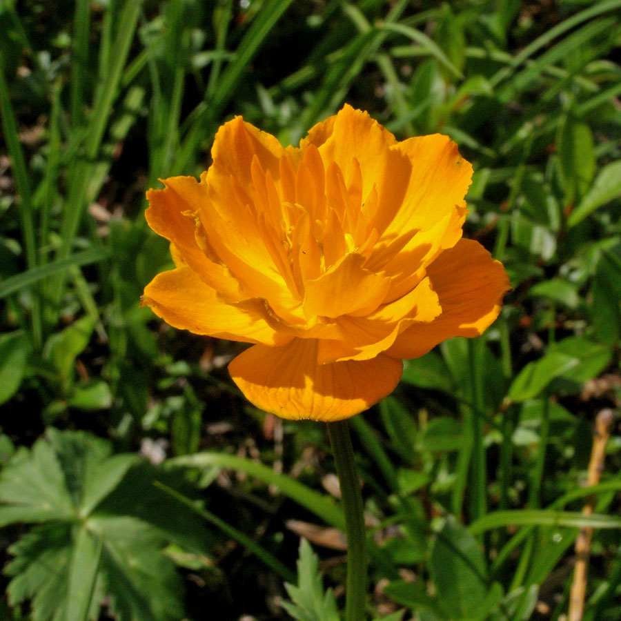 Image of Trollius asiaticus specimen.