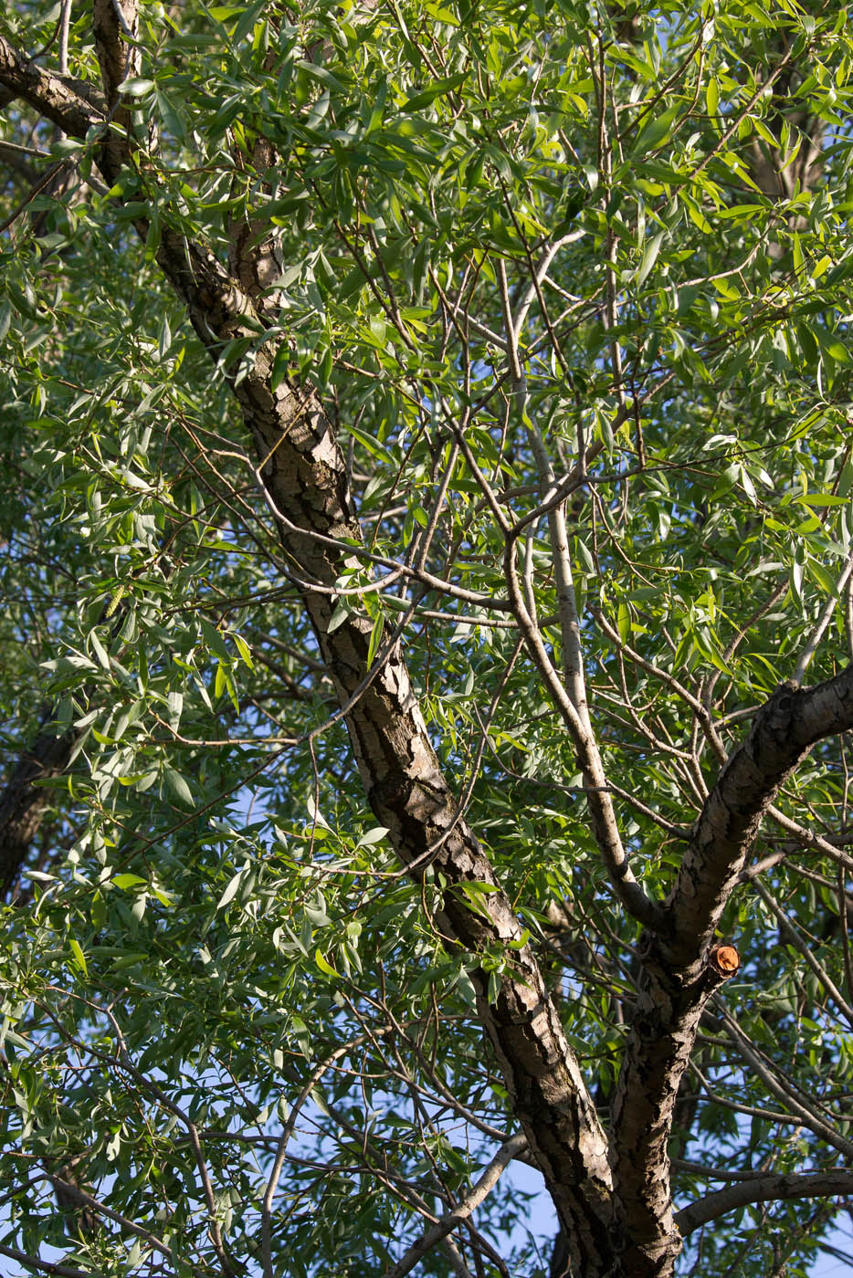 Image of Salix alba specimen.