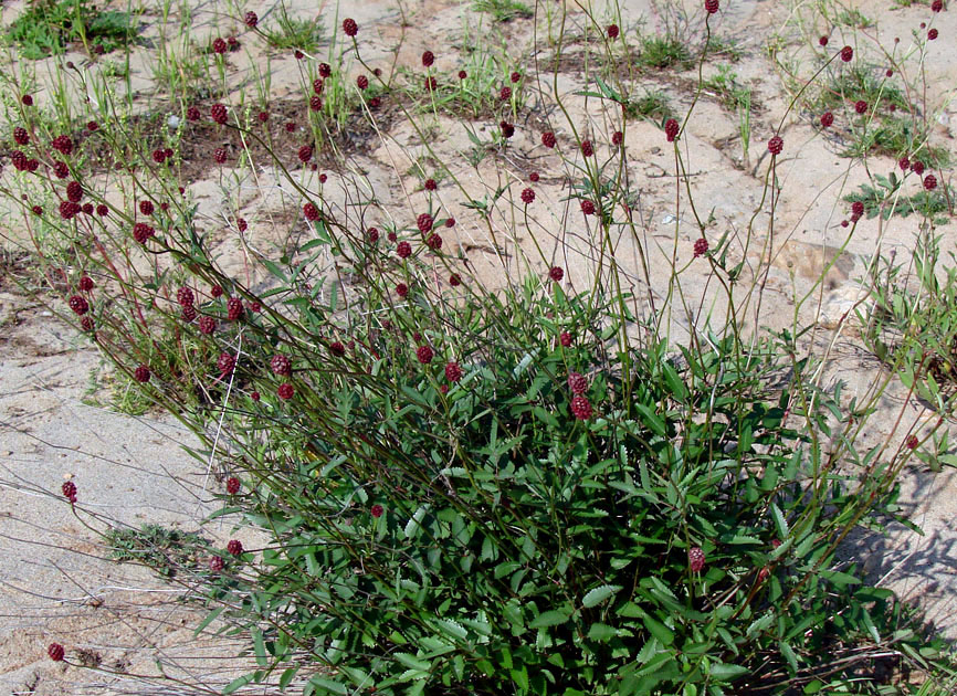 Image of Sanguisorba officinalis specimen.