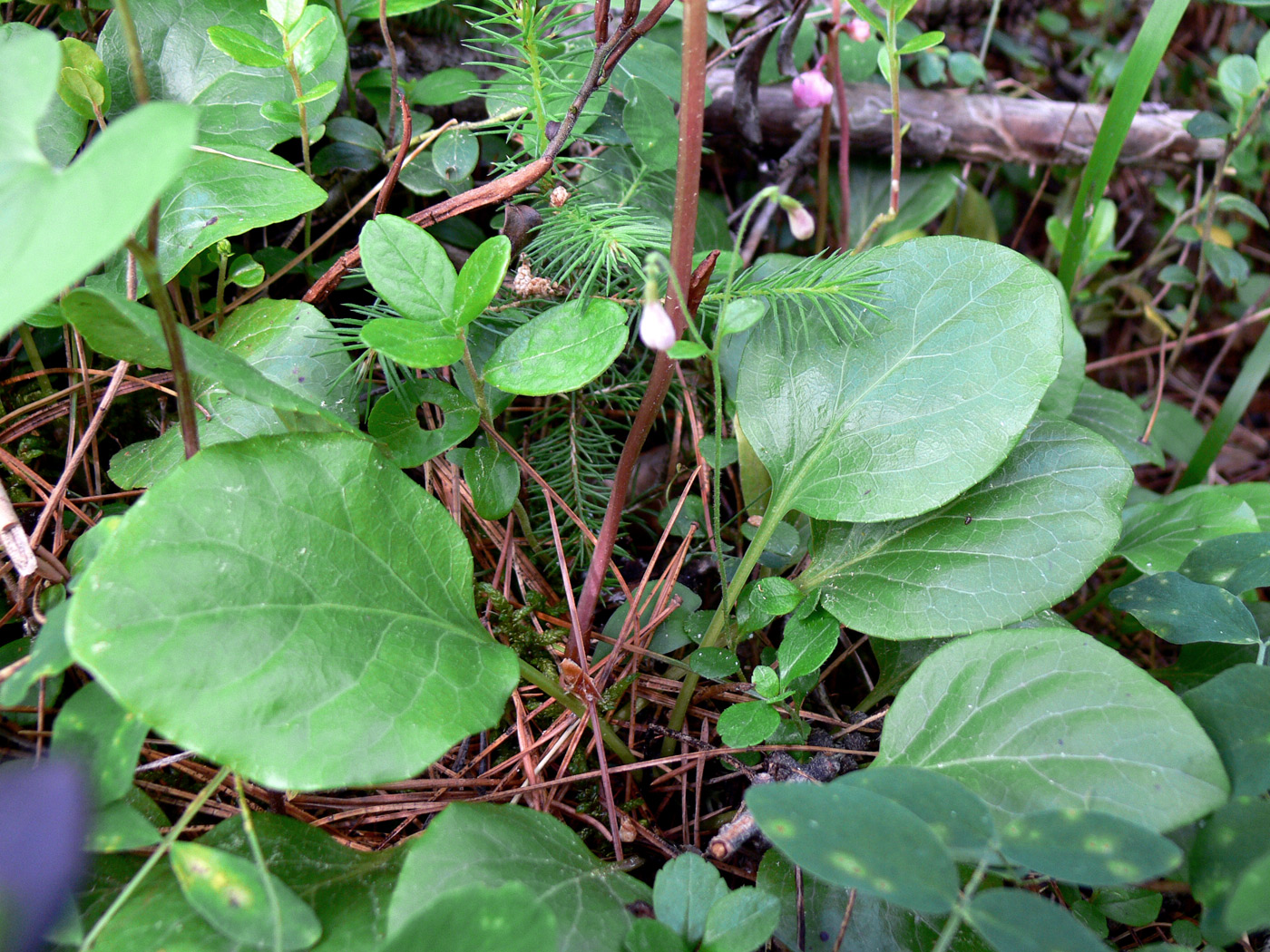 Image of Pyrola incarnata specimen.