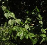 Hibiscus elatus. Верхушка ветки с формирующимися соцветиями. Израиль, Шарон, пос. Кфар Монаш, ботанический сад \"Хават Ганой\". 01.11.2015.