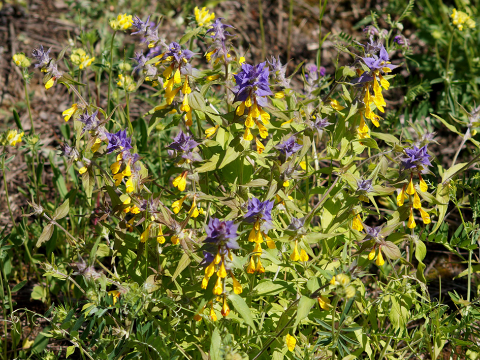 Image of Melampyrum nemorosum specimen.