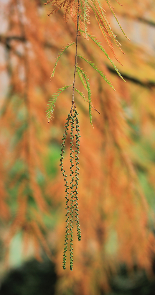 Image of Taxodium huegelii specimen.