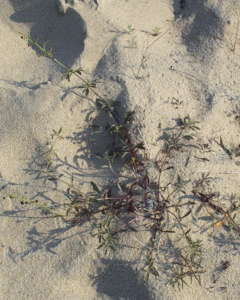 Image of Scrophularia incisa specimen.