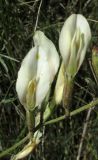 Astragalus ucrainicus. Цветки. Крым, западное побережье, мыс Лукулл, степь. 15 мая 2016 г.