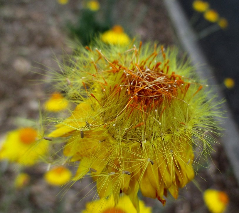 Image of Xerochrysum bracteatum specimen.