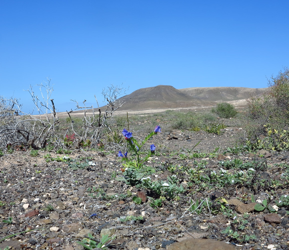 Image of Echium bonnetii specimen.