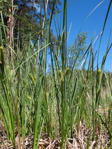 Image of Carex rostrata specimen.