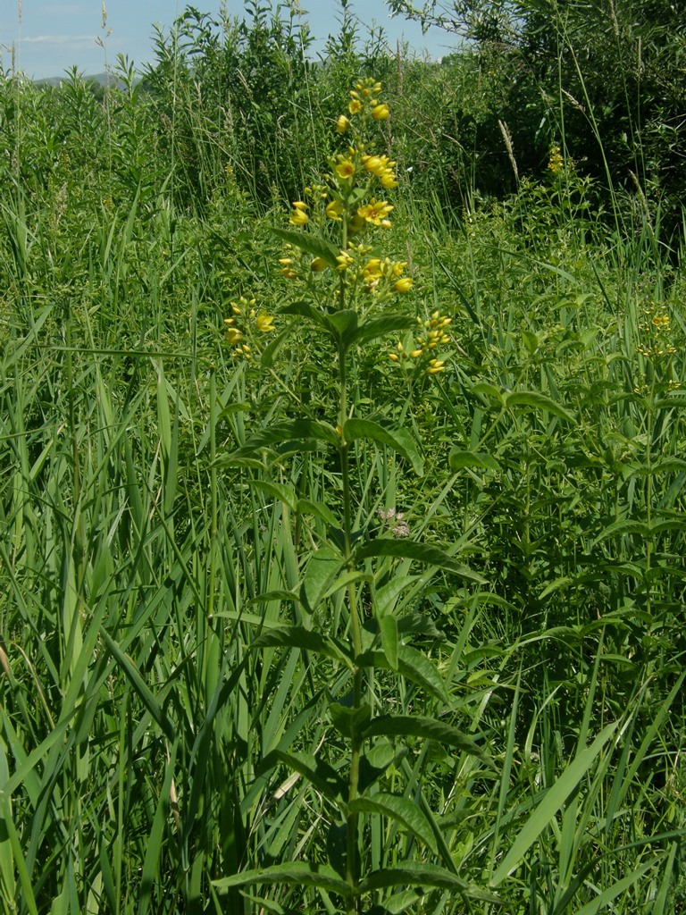 Image of Lysimachia vulgaris specimen.