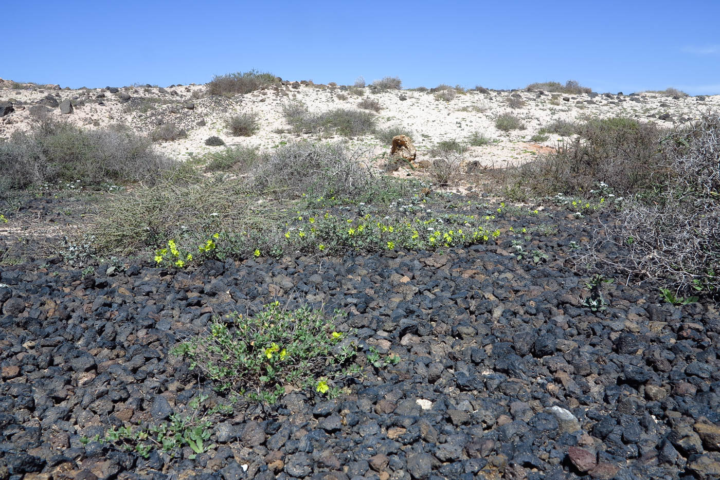 Image of Helianthemum canariense specimen.