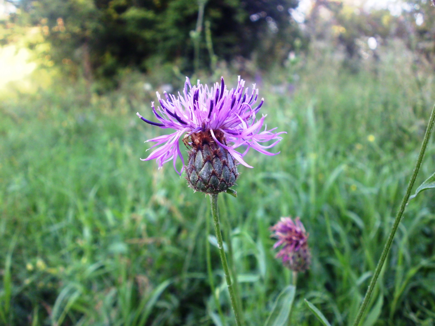 Изображение особи Centaurea scabiosa.