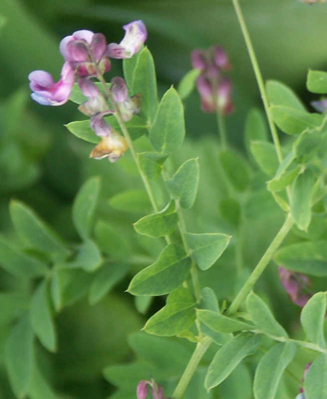 Image of Lathyrus niger specimen.