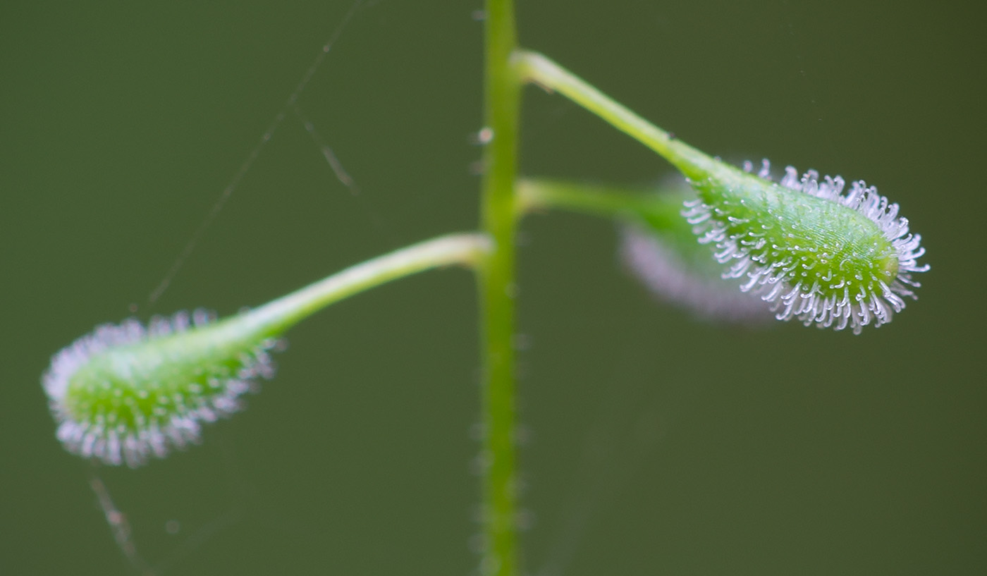 Изображение особи Circaea alpina.