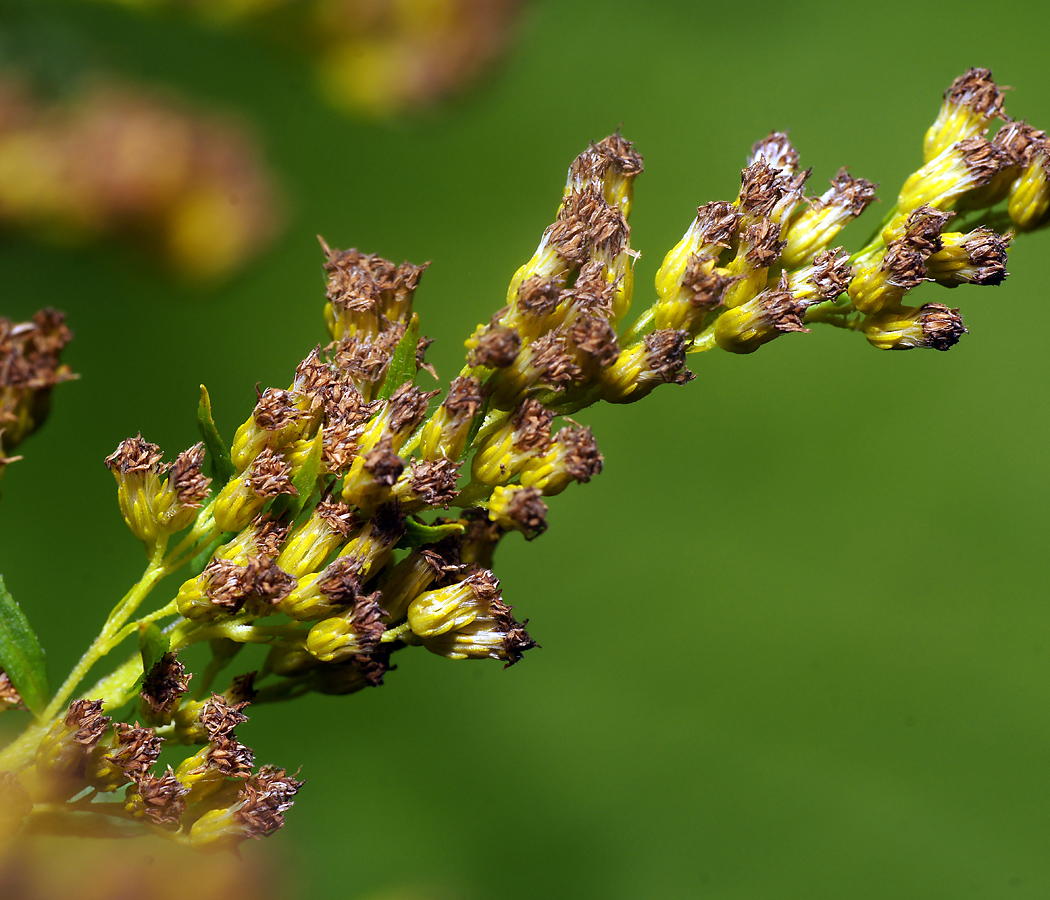 Изображение особи Solidago canadensis.