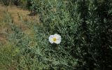 Romneya coulteri. Ветки с цветком и плодами. Израиль, Шарон, пос. Кфар Монаш, ботанический сад \"Хават Ганой\". 23.06.2015.