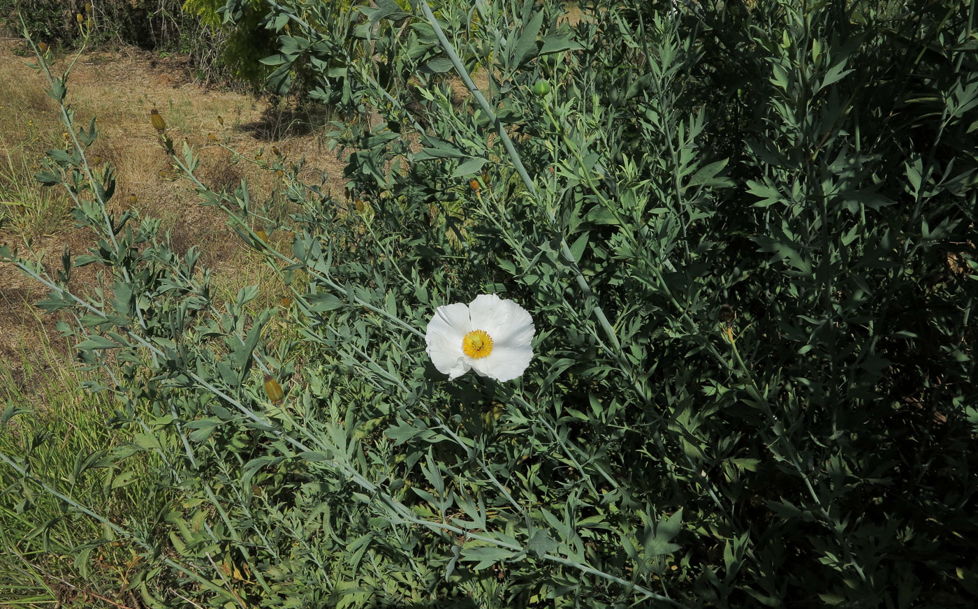 Изображение особи Romneya coulteri.