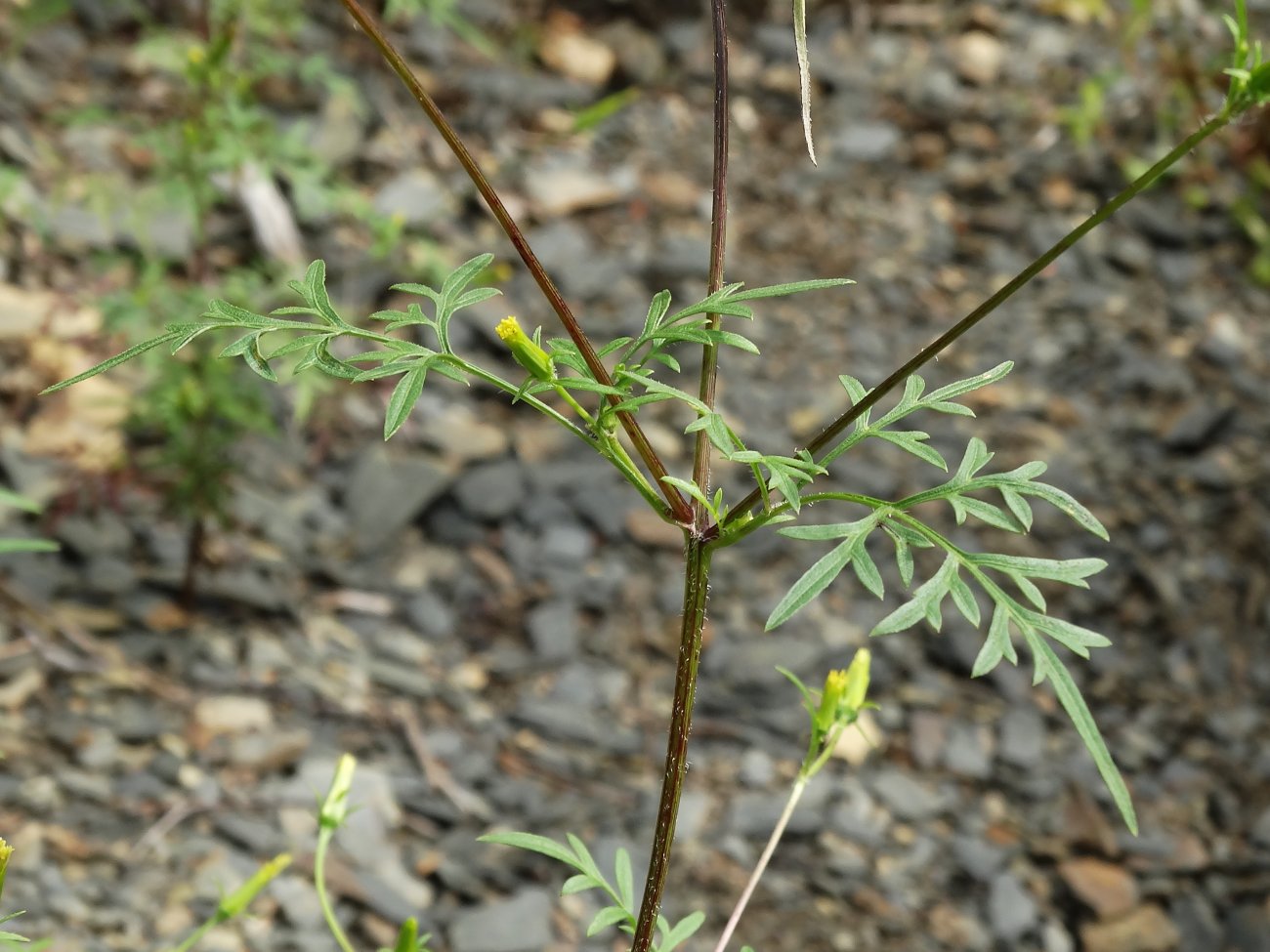 Image of Bidens parviflora specimen.