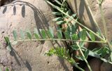 Astragalus inopinatus. Лист. Хакасия, окр. с. Аршаново, обочина дороги через степь. 22.07.2016.