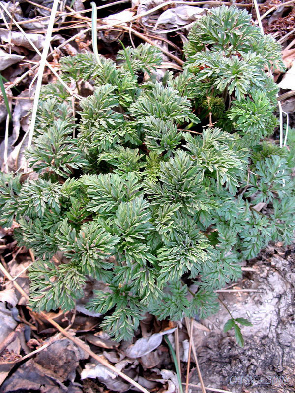 Image of Adonis amurensis specimen.