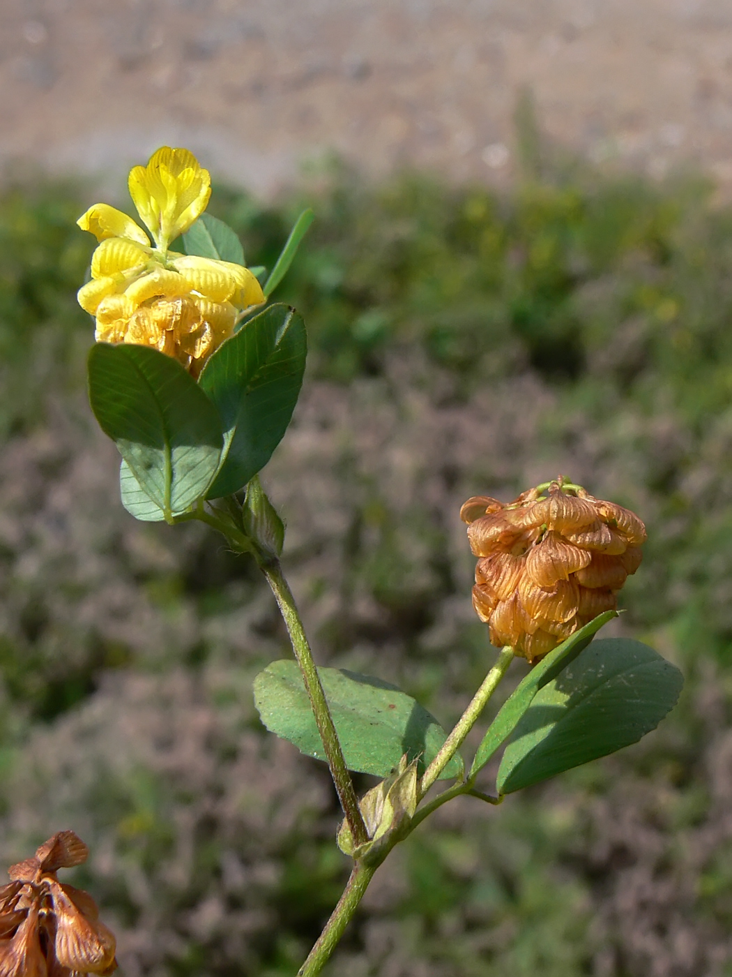 Image of Trifolium campestre specimen.