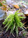 Смотреть изображение Climacium dendroides
