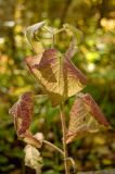 семейство Lamiaceae. Часть побега с листьями в осенней окраске. Пермский край, Добрянский р-н, недалеко от ст. Полазна. 25 сентября 2016 г.