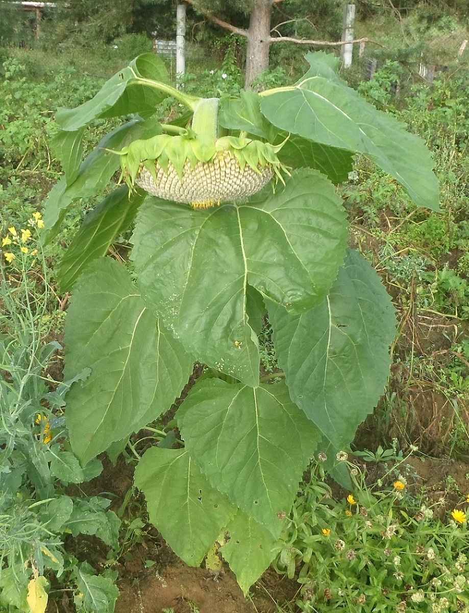 Изображение особи Helianthus annuus.