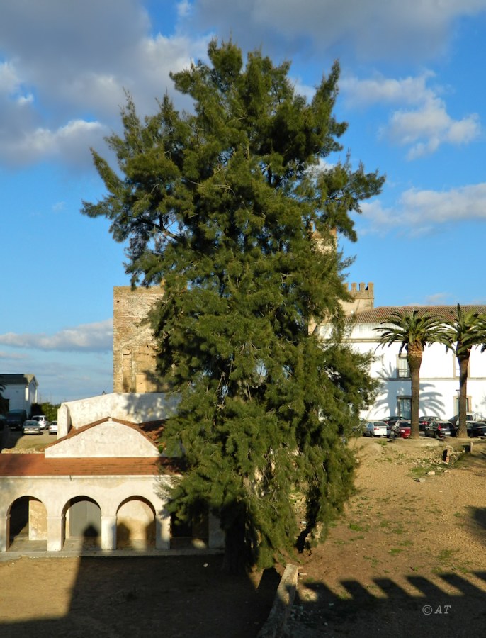 Image of Casuarina cunninghamiana specimen.