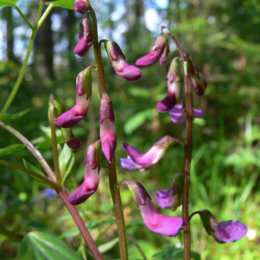 Изображение особи Lathyrus vernus.