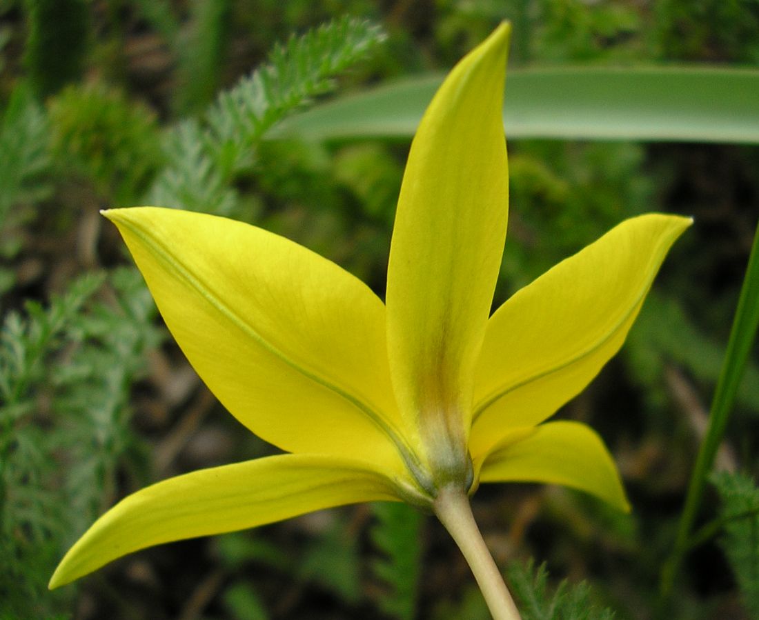 Изображение особи Tulipa biebersteiniana.