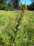 Verbascum lychnitis