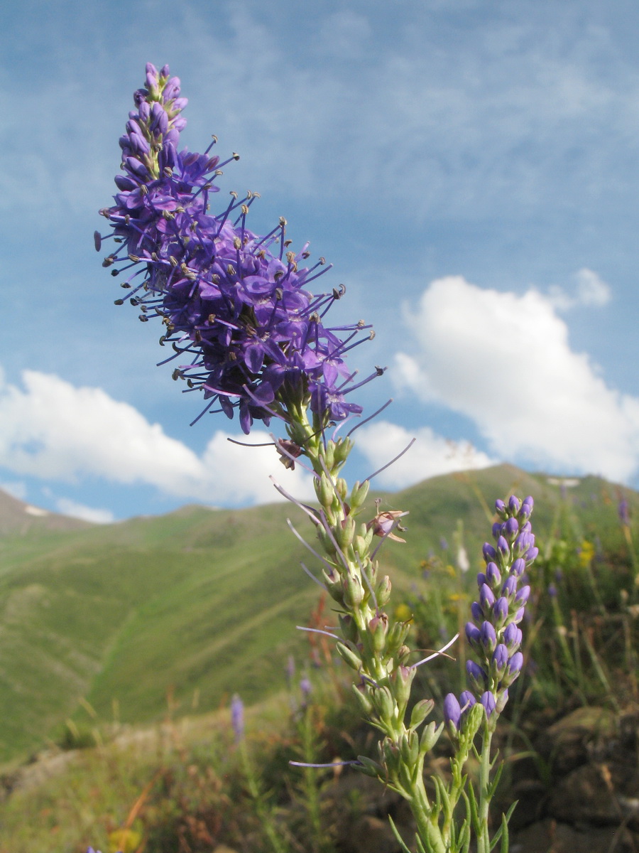 Image of Veronica laeta specimen.