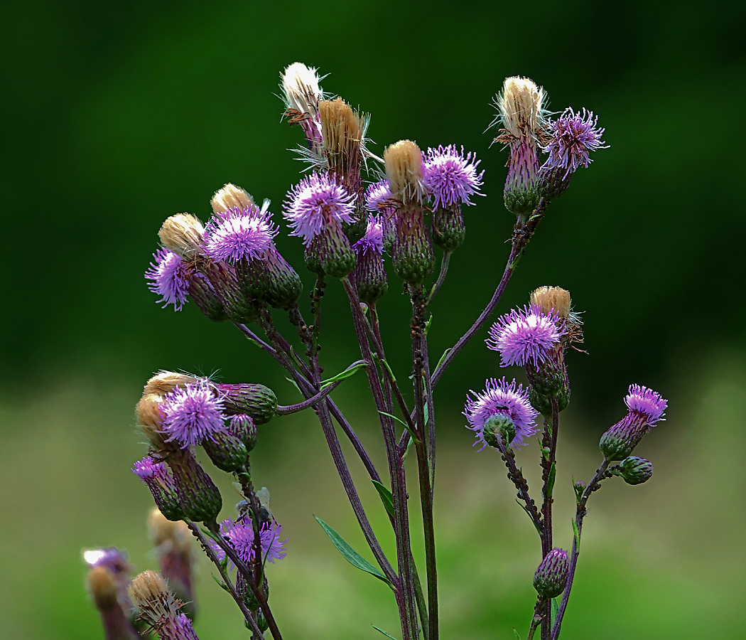 Image of Cirsium setosum specimen.
