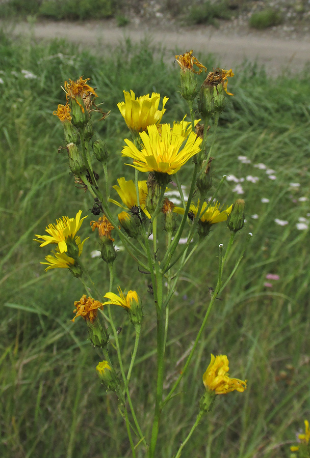 Изображение особи Hieracium filifolium.