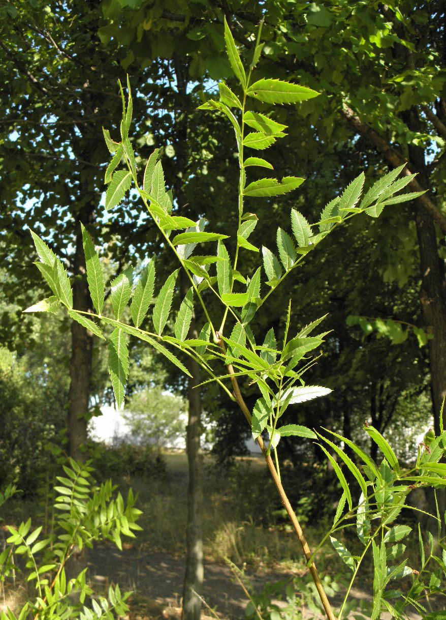 Изображение особи Xanthoceras sorbifolium.