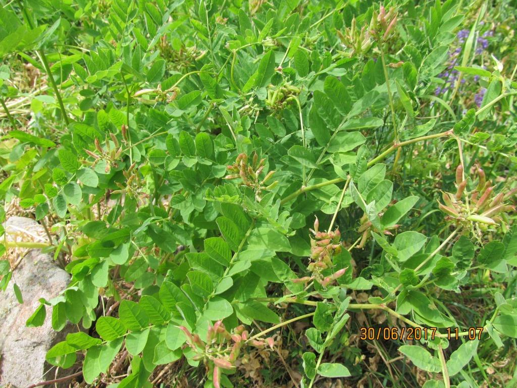 Изображение особи Astragalus glycyphyllos.