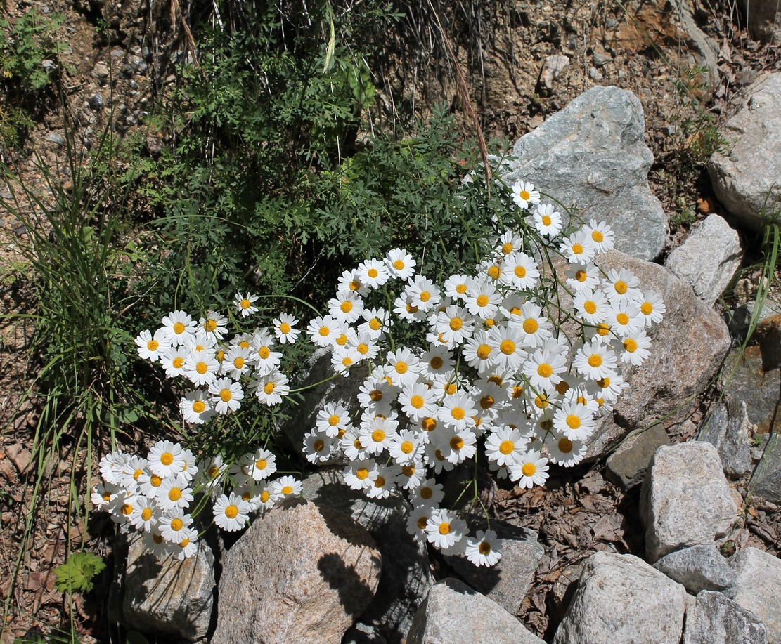 Image of Pyrethrum glanduliferum specimen.