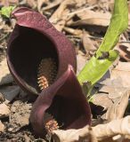 Symplocarpus renifolius