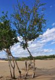 Betula microphylla. Цветущее взрослое дерево. Монголия, аймак Булган, дюны Элсэн Тасархай, ≈ 1400 м н.у.м. 01.06.2017.