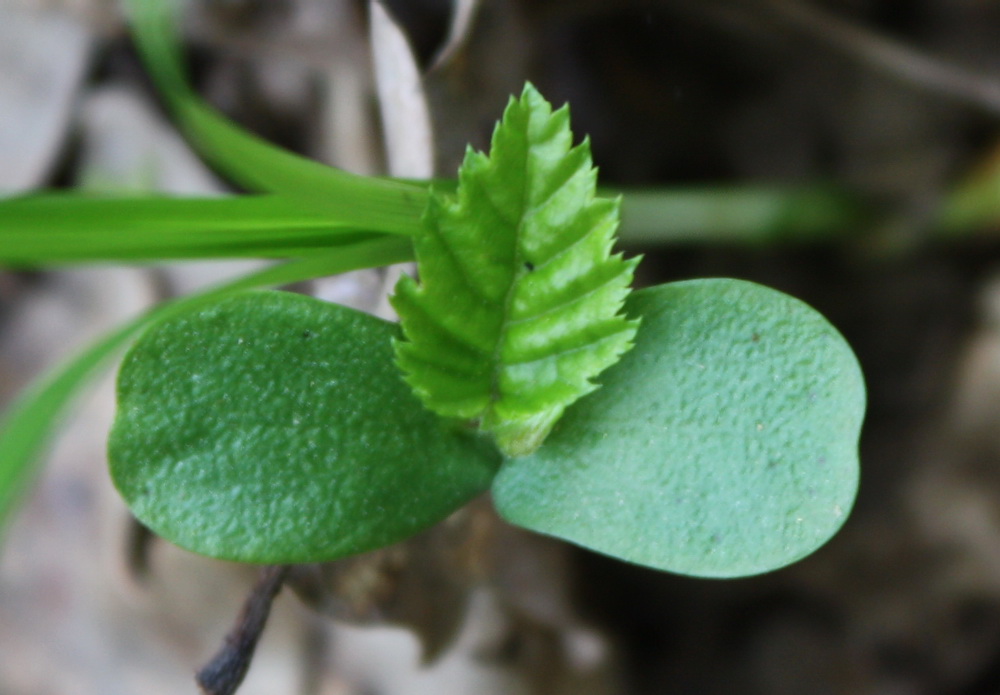 Image of Carpinus betulus specimen.