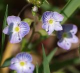 Veronica umbrosa