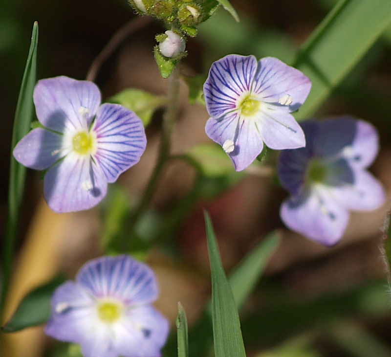 Image of Veronica umbrosa specimen.