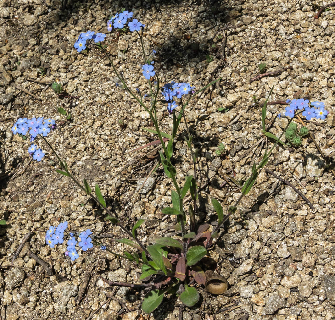 Изображение особи род Myosotis.