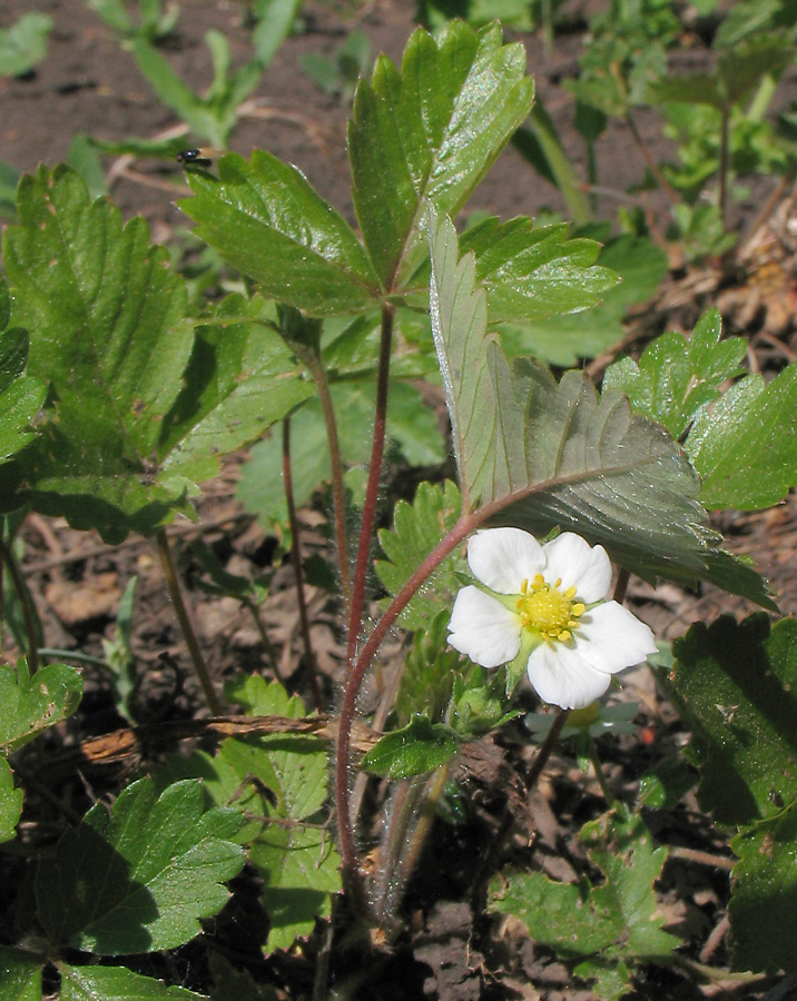 Image of genus Fragaria specimen.